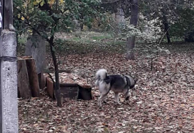 Собака напала на ребенка