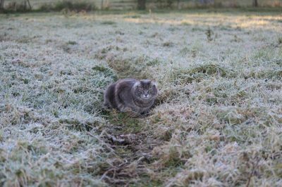 Синоптики предупредили, что ряду областей Украины грозят сильные заморозки – Погода в Украине  