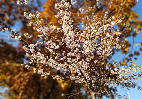 "Аномалии природы": в Киеве зацвели сакуры, опубликованы фото