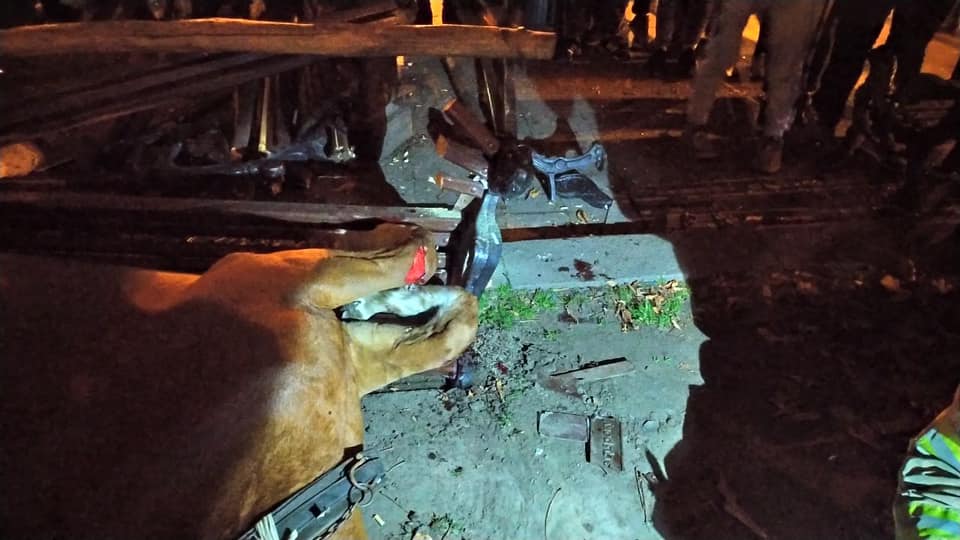 Во Львове из-за взрыва петарды испугалась лошадь