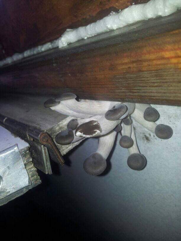 УЗ грибы УЗ грибы