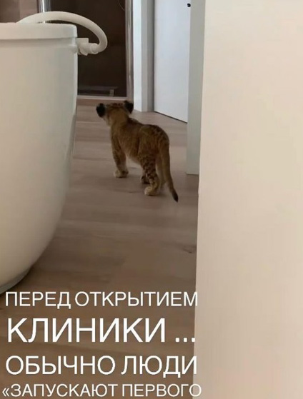 В Киеве клиника использовала львенка ради рекламы