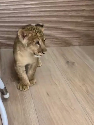 В Киеве клиника использовала львенка ради рекламы