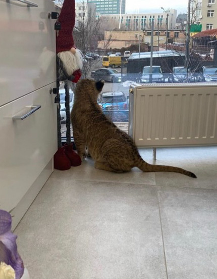 В Киеве клиника использовала львенка ради рекламы