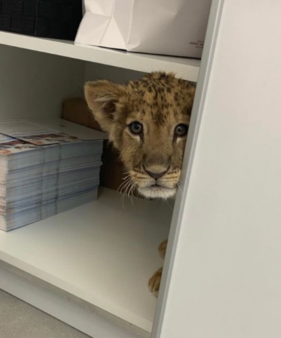 В Киеве клиника использовала львенка ради рекламы