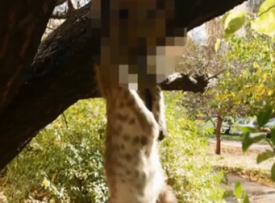 На столичном Подоле злоумышленник замучил десятки котов