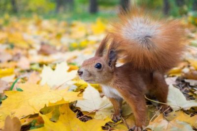 погода, осень