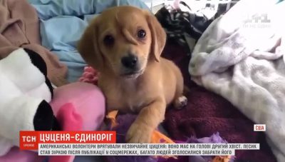 Волонтеры спасли уникального щенка-единорога: трогательное видео / Скрин с видео ТСН Волонтеры спасли уникального щенка-единорога: трогательное видео / Скрин с видео ТСН