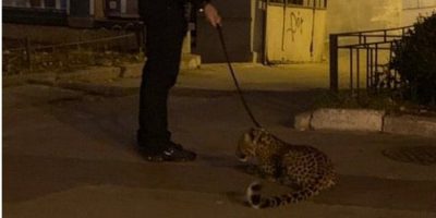 В Киеве мужчина выгуливал на поводке леопарда: шокирующие фото