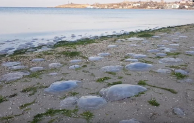 Побережье Крыма