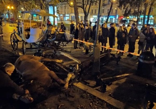 "Убийцы, на мясо": во Львове усыпили лошадь, которая испугалась петарды и травмировала девушку
