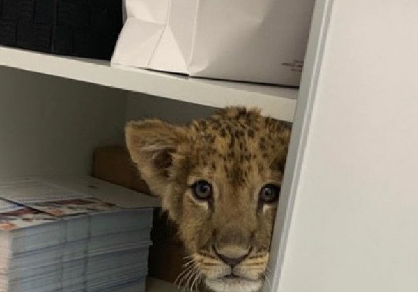 "Идиоты, это варварство": в Киеве клиника использовала львенка ради рекламы