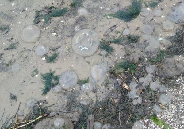 Аномалия под Николаевом: на берег выбросило множество мертвых медуз