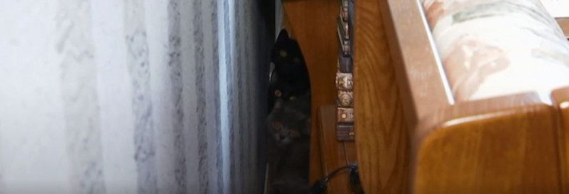 Брошенные в фекалиях: в Киеве женщина кинула на съемной квартире десятки кошек и собаку - видео