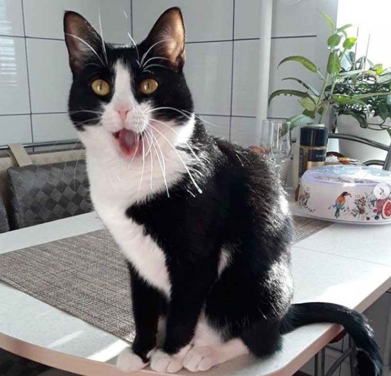 Усатые маги: эзотерик объяснил, почему нужно завести кота