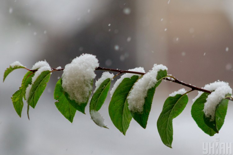 Ужгород сегодня присыпал первый снег