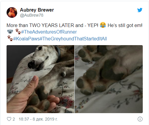 Новый флешмоб: в подушечках собачьих лап увидели коал