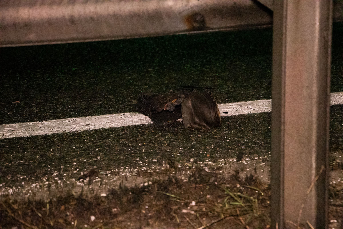 Смертельное ДТП на Бориспольской трассе под Киевом