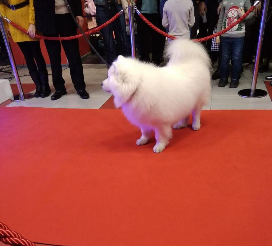 Пес Шах, который сыграл Снежку Пес Шах, который сыграл Снежку