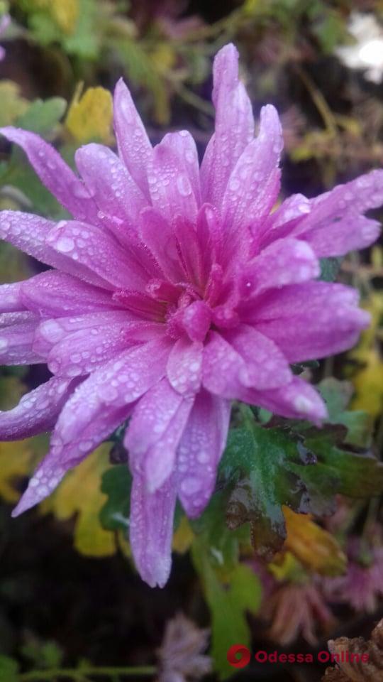 Аномально теплая зима в Одессе