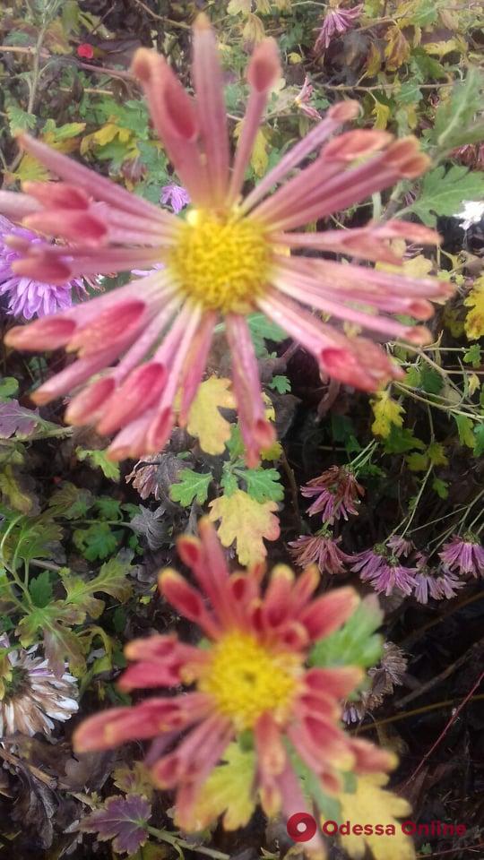 Аномально теплая зима в Одессе