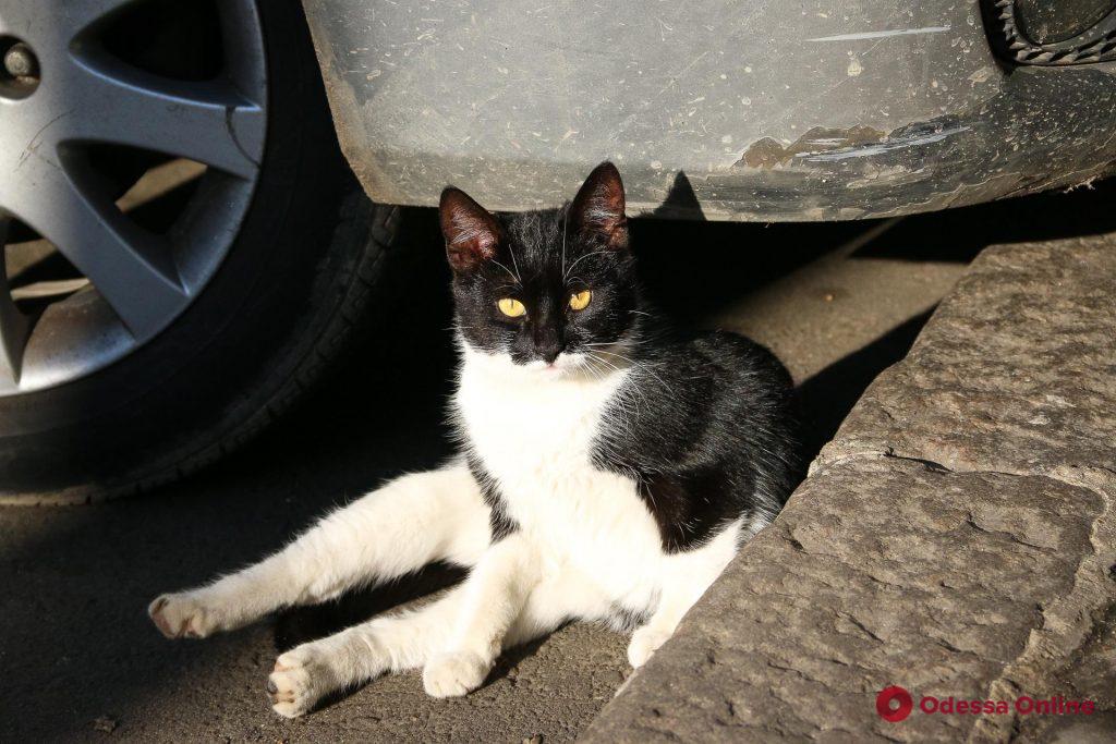 Аномально теплая зима в Одессе