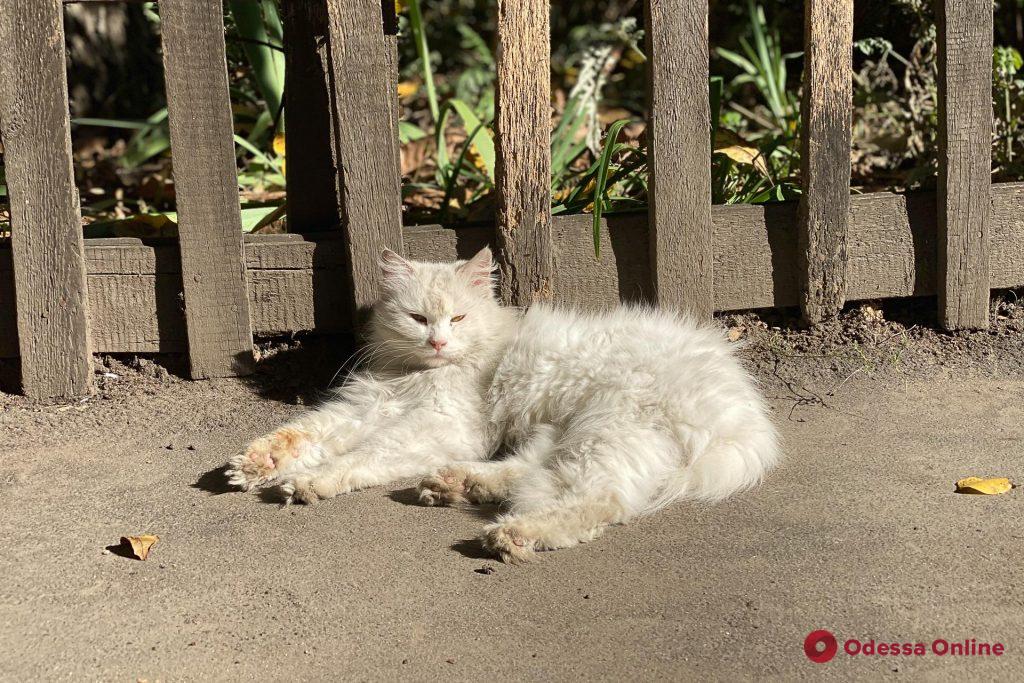 Аномально теплая зима в Одессе