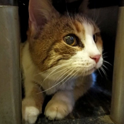 Кошка Соня спаслась благодаря инстинктам/ Фото: Facebook/Алена Балаба