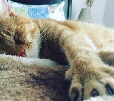 Сеть покоряет видеоролик с говорящим котом