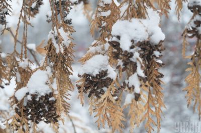 Синоптик сообщил, что на Новый год 2020 днем температура может снизиться до -4 - Погода в Украине