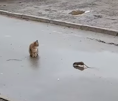 Во Львове крыса атаковала человека - Новости Львова