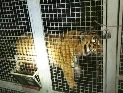 На киевском острове нашли брошенных тигров, опубликованы фото