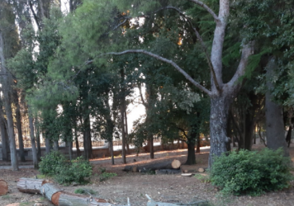 "Набег вандалов, вырубка вековых деревьев": в Сети пожаловались на беспредел в Крыму