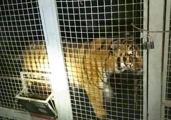 На киевском острове нашли брошенных тигров, опубликованы фото