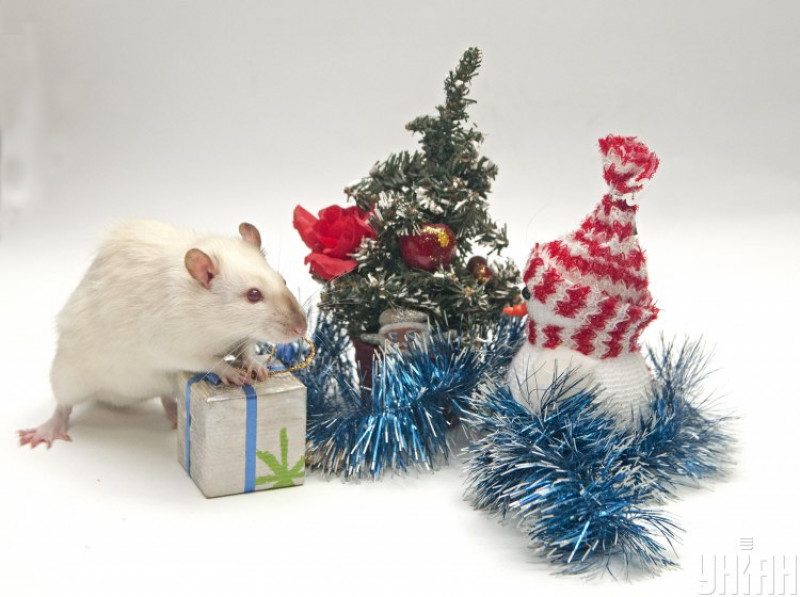 Новий рік 2020: чому не місце на святковому столі