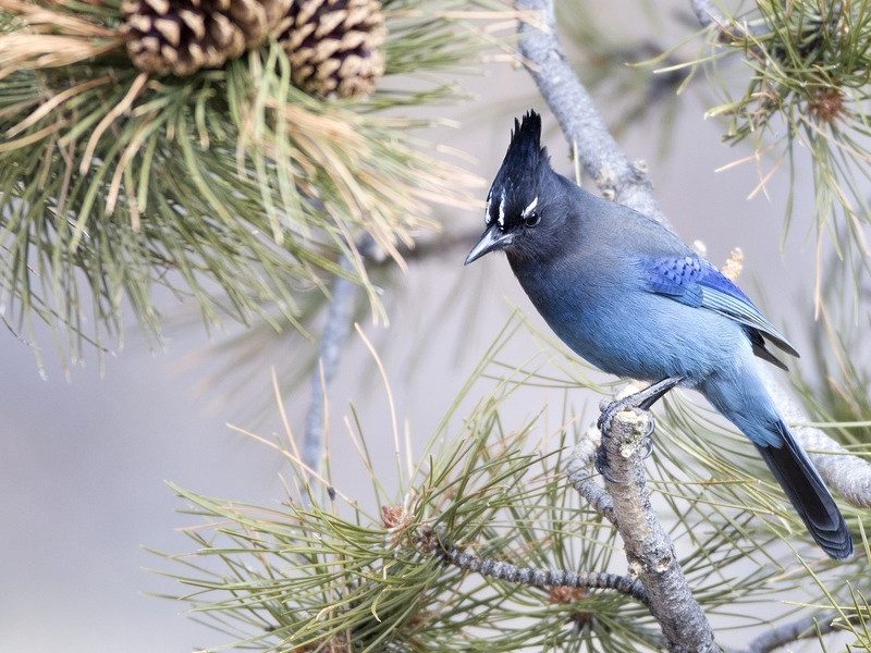11 декабря – какой сегодня праздник: что делать в Сойкин день с деньгами