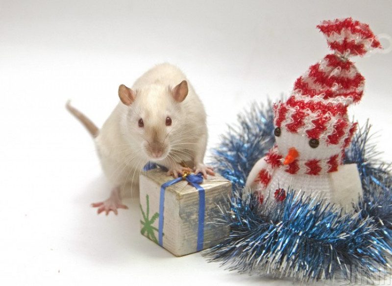 Красивенные салаты на Новый год: как "умаслить" символ 2020 года