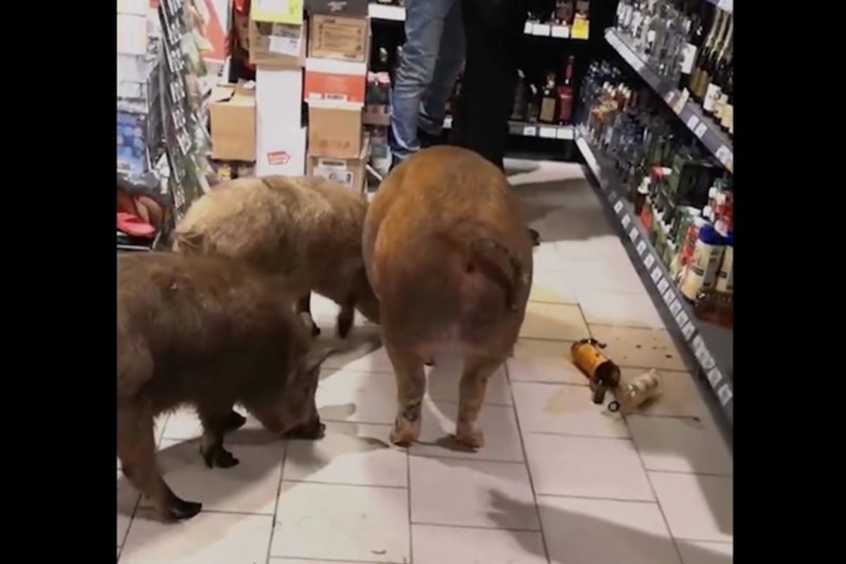 Русские свиньи: в РФ хрюшки зашли в магазин и налакались алкоголя - видео