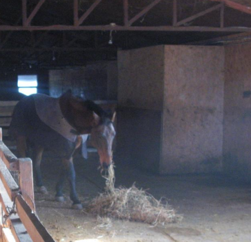 В Киевской области в мини-зоопарке животных оставили без корма