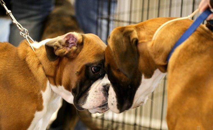 Собаку восточный гороскоп 2020 предупредил о головных болях - Китайский гороскоп 2020 Собаку восточный гороскоп 2020 предупредил о головных болях - Китайский гороскоп 2020