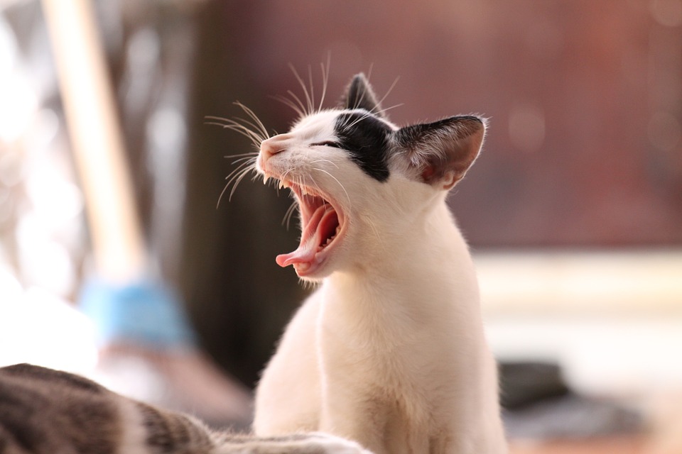 кот кот