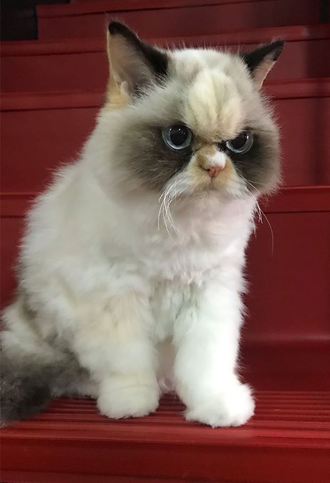 Кошка Мяу-Мяу из Тайваня Кошка Мяу-Мяу из Тайваня