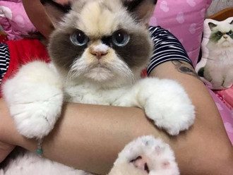 Кошка Мяу-Мяу Кошка Мяу-Мяу