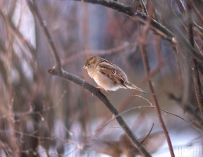 Синоптик спрогнозировал, что в Украине с 23 января стремительно потеплеет - Прогноз погоды