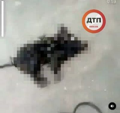 поросенок поросенок