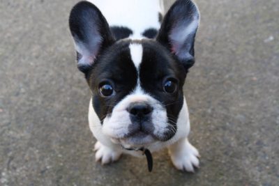 собака, французский бульдог