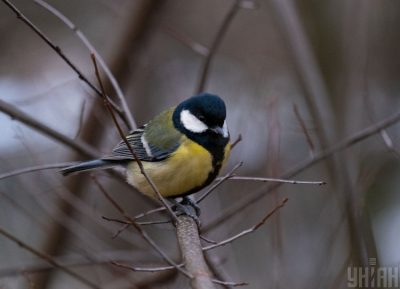 Синоптик предупредила, что в четверг ряду областей Украины грозят дождь и мокрый снег - Новини України