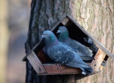Синоптик предупредила, что в Украине на Крещение 2020 похолодает - Погода в Украине
