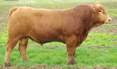 Бык, осеменитель Бык, осеменитель