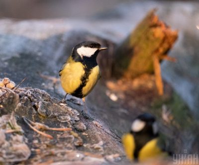 Климатолог спрогнозировала, что в 2020-м в Украине будут резкие перепады температуры, спрогнозировала климатолог - Погода в Украине